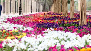 Миллионы цветов высадили в Душанбе ко Дню Независимости Таджикистана
