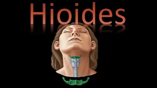 🦴 Hiodes (Viscerocráneo) - Cráneo y cara / Cuello - Anatomía