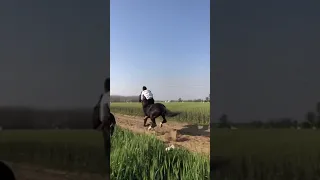 viral video of Horse riding