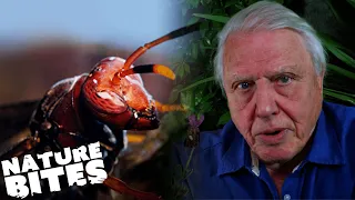 David Attenborough's Encounter with Terrifying AGGRESSIVE Bees! | Micro Monsters | Nature Bites