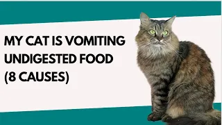 MY CAT IS VOMITTING UNDIGESTED FOOD (8 CAUSES) #catviralvideos