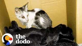 Woman Convinces Husband to Adopt Kitten By Bringing Him Home | The Dodo