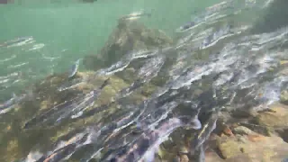 2024 Sandy River Smelt Run in Troutdale, Oregon