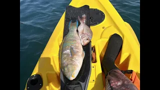 spearfishing/ דייג בצלילה חופשית תוכי 2 וחצי קילו/