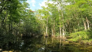 Big Cypress National Preserve - Loop Road Scenic Drive