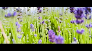 Mystical Lavender Heaven🌿💜