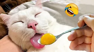 Funniest Animals 2023 😂 Best Cats and Dogs Videos 😻🐶 Part 17