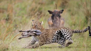 35 Tragic Moments! Mother warthog is rushing forward trying to save her baby, Leopards Attack Prey