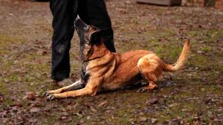 Malinois is a DOG GOD - Belgian malinois training