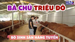 BÀ CHỦ TRIỆU ĐÔ nhập toàn BÒ TUYỂN về gây SINH SẢN