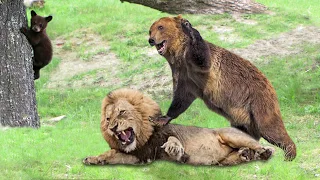 Power Mother Bear So Strong! Bear Save Baby From Lion Of The Andes Hunting, Leopard vs Lion