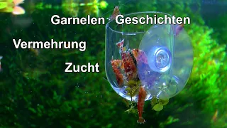 Geschichten aus dem Aquariumzimmer und Garnelen ziehen um. Für besseres Wachstum und Wohlbefinden.