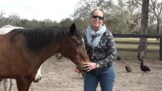 Horse Dies from Sheath Cleaning: How to Prevent This