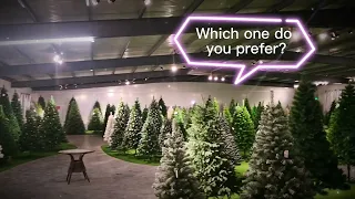 In the world of Christmas trees