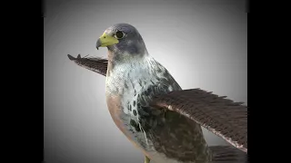 3D Model Falcon PBR Bird Rigged Low poly at 3DExport.com