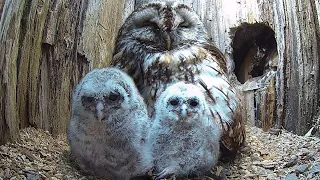 Wild Owl Mum So Tender with Foster Chicks 🦉💕 | Luna & Bomber | Robert E Fuller