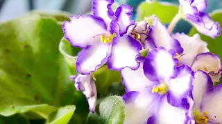 Simple Tips And Tricks Growing African Violet