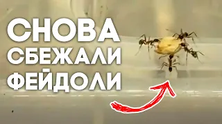 СНОВА СБЕЖАЛИ ФЕЙДОЛИ...