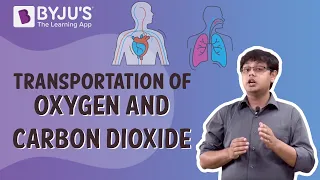 Human Body-Transportation Of Oxygen and Carbon Dioxide