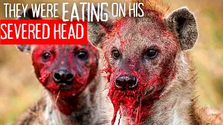 Hyenas Eat A Man and its Pure Nightmare Fuel