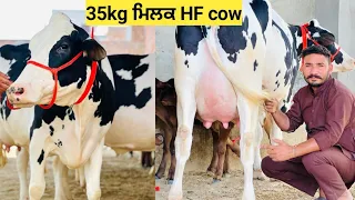 6 cow's available HF ND Jersey ||  35kg ਮਿਲਕ 2 ਸੂਆ ਵੱਛੀ ਨਾਲ ਵੀ#ਜਰਸੀ ਵੱਛੀ 2 ਜਰਸੀ ਕ੍ਰੋਸ ਇੱਕ HF 6 ਦੰਦ !