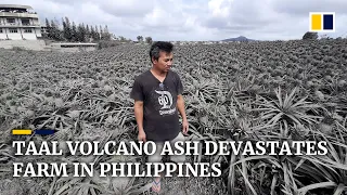 Taal Volcano ash buries pineapples, devastating farm in Philippines