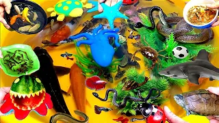 Colorful Cute Animals Compilation Video,Shark,Turtle,Snake,Goldfish,Koi,Guppies,Betta,Crab,Frog