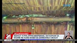 Mahigit 15 Philippine Whipsnake, natagpuan sa kisame ng isang bahay sa Zamboanga Sibugay | 24 Oras