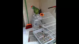 Papagaio adorador