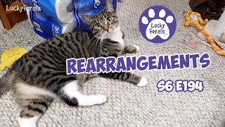 Rearrangements - S6 E194 - Rescued Cats, Introducing Cats, Lucky Ferals Cat Vlog