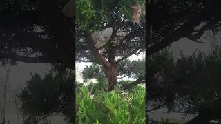 Cats in a Tree || ViralHog