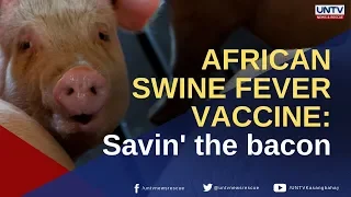 African Swine Fever Vaccine: Savin' the bacon