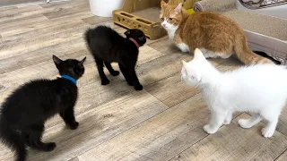 大ピンチ？！先住猫に遭遇し鳴き叫んじゃった子猫【ポノfam物語#54】Kittens meeting their predecessors.