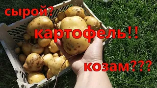 Можно ли давать сырой картофель козам, овцам и телятам???