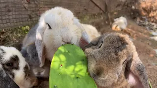 Most Cute Animals - Healing Video