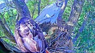 EGG☀️.ANGEL LEUCISTIC RED TAILED HAWK NEST.23.03.25.ANGELS AND TOMS FIRST EGG.TOMS FIRST IN HIS LIFE