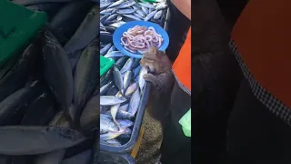 Cat stealing fish.