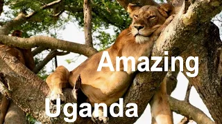Amazing Uganda – Kazinga Channel – Tree Climbing Lions in Ishasha