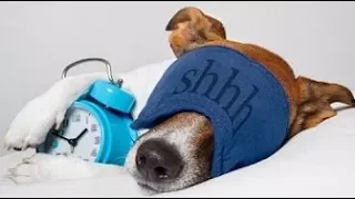 MUSIC THERAPY For Sleeping Restless Puppies and Kittens ♥♥♥ Soft Calming Music For Anxious Pets