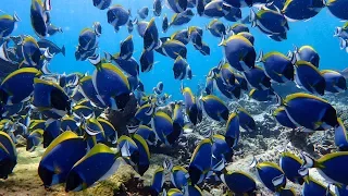 Mirihi Island Resort Maldives Housereef Snorkeling September 2015 🐟#maldives#snorkeling#モルディブ🤿