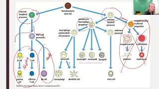 Elements of the Immune System and Their Roles in Defense - Part 2 (2023 Update)