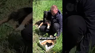 Rescue of abandoned mama dog and her newborn puppies will melt your heart! #shorts