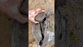 Large Fossil within HUGE Stone!