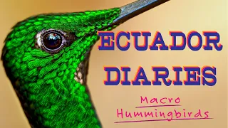 Using a 90mm macro lens for close-ups and portraits on an Ecuador hummingbird shoot with the OM-1