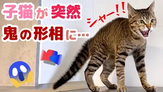 飼い主が出かけようとしたら子猫が全力の威嚇でシャー！！保護猫のあめちゃんが激怒。