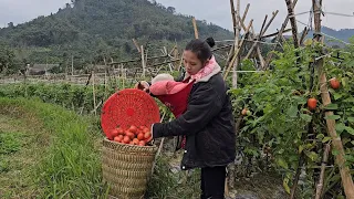 Cold Days - Life of a 17 Year Old Single Mother, Harvesting Tomatoes, Cucumbers, Guavas