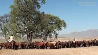 Partager la vie des gauchos dans une estancia de Salta, Nord-Ouest de l'Argentine