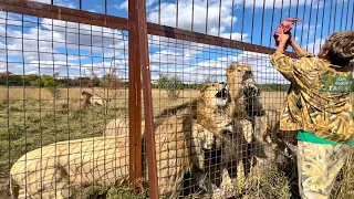 Львов Тайгана перевели на ДОПОЛНИТЕЛЬНОЕ  ПИТАНИЕ! Аппетит у всех отменный!