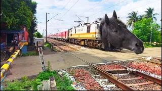 Viral Dangerous MAD HORSE Headed Ajmer SF Express Train Furious Skipped at Railgate