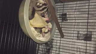 Sleeping sugar glider